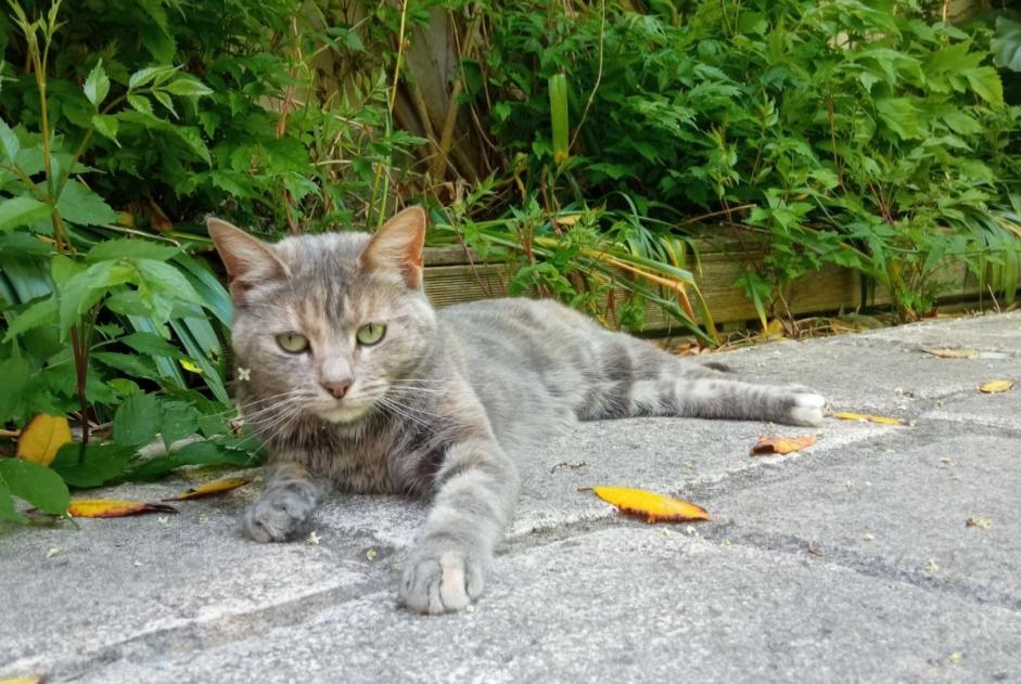 Vermisstmeldung Katze Weiblich , 4 jahre La Rochelle Frankreich