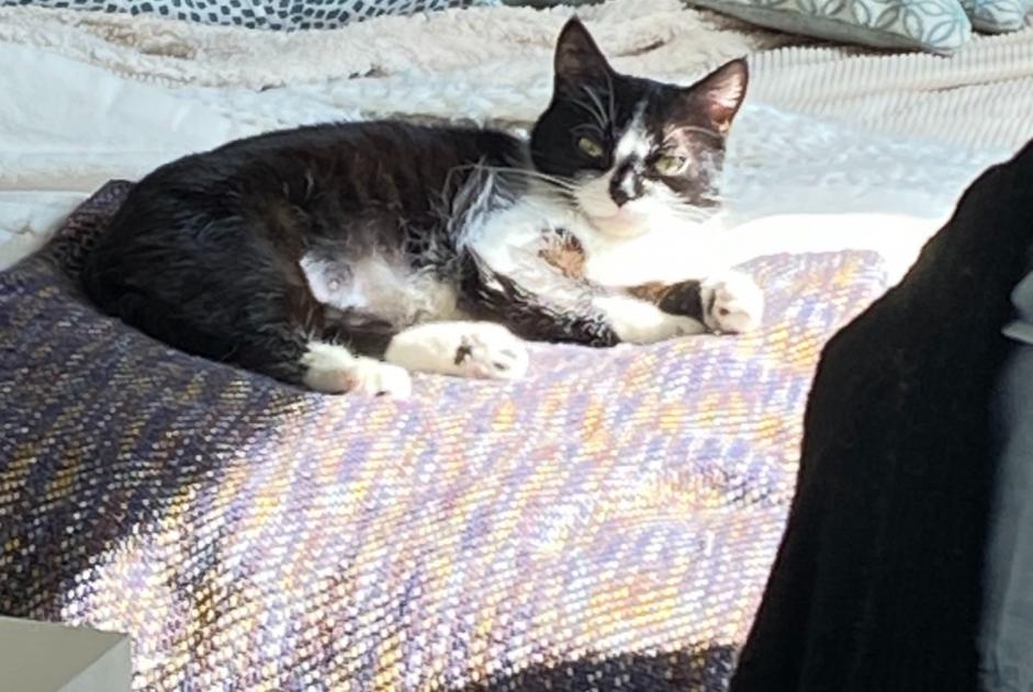 Vermisstmeldung Katze rassenmischung  Weiblich , 4 jahre La Tremblade Frankreich