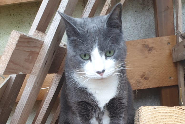 Vermisstmeldung Katze  Männliche , 4 jahre Puilboreau Frankreich