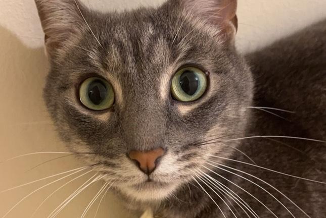Vermisstmeldung Katze Männliche , 5 jahre La Rochelle Frankreich