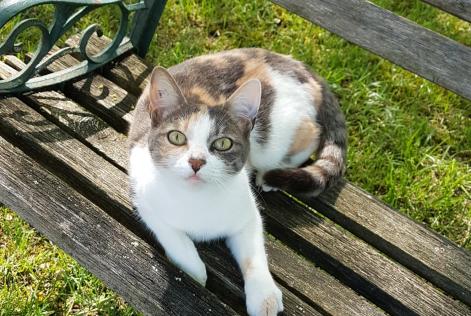 Disappearance alert Cat Female , 7 years Neuvicq-le-Château France
