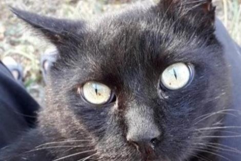 Disappearance alert Cat Male , 12 years La Devise France
