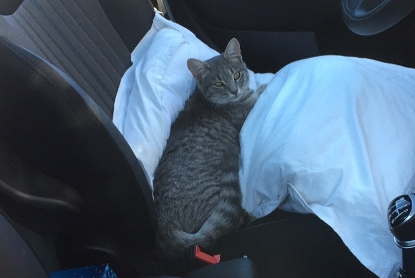 Disappearance alert Cat Female , 6 years Saint-Pierre-d'Oléron France