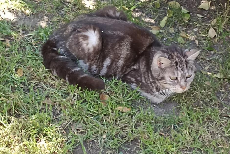 Discovery alert Cat  Unknown Dompierre-sur-Mer France