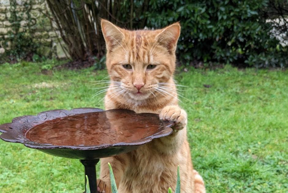Disappearance alert Cat Male , 1 years Les Églises-d'Argenteuil France