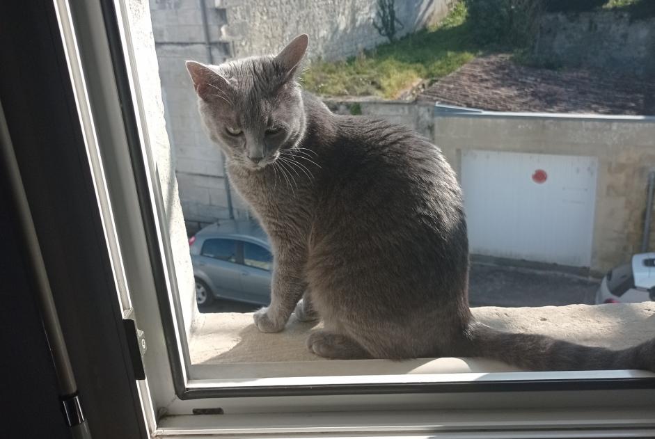 Disappearance alert Cat  Male , 1 years Saintes France