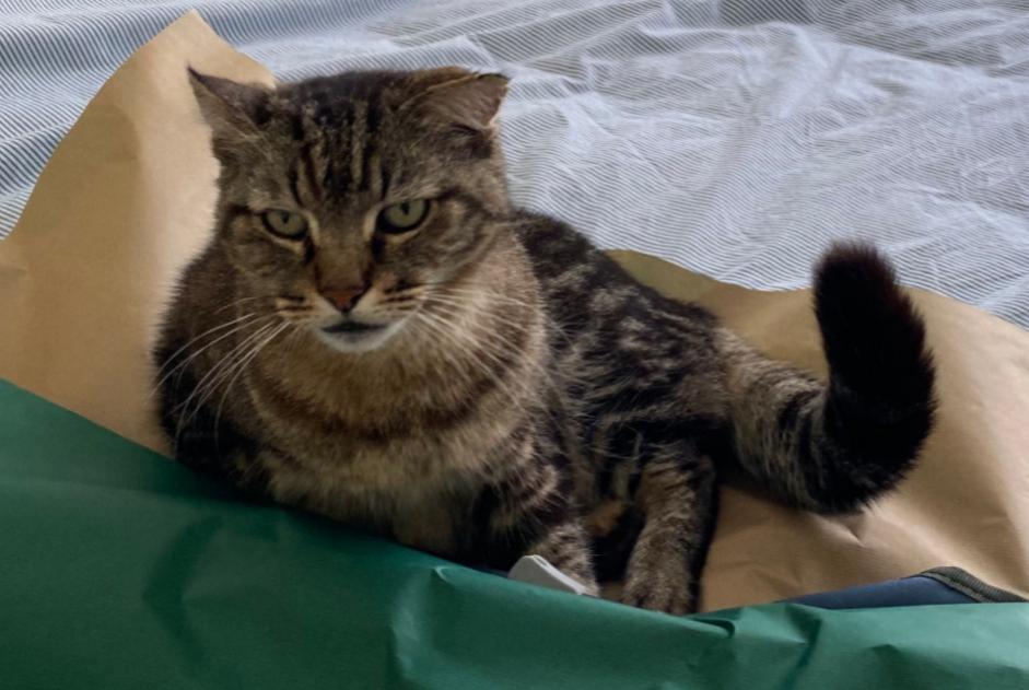 Disappearance alert Cat  Male , 14 years Perigny France