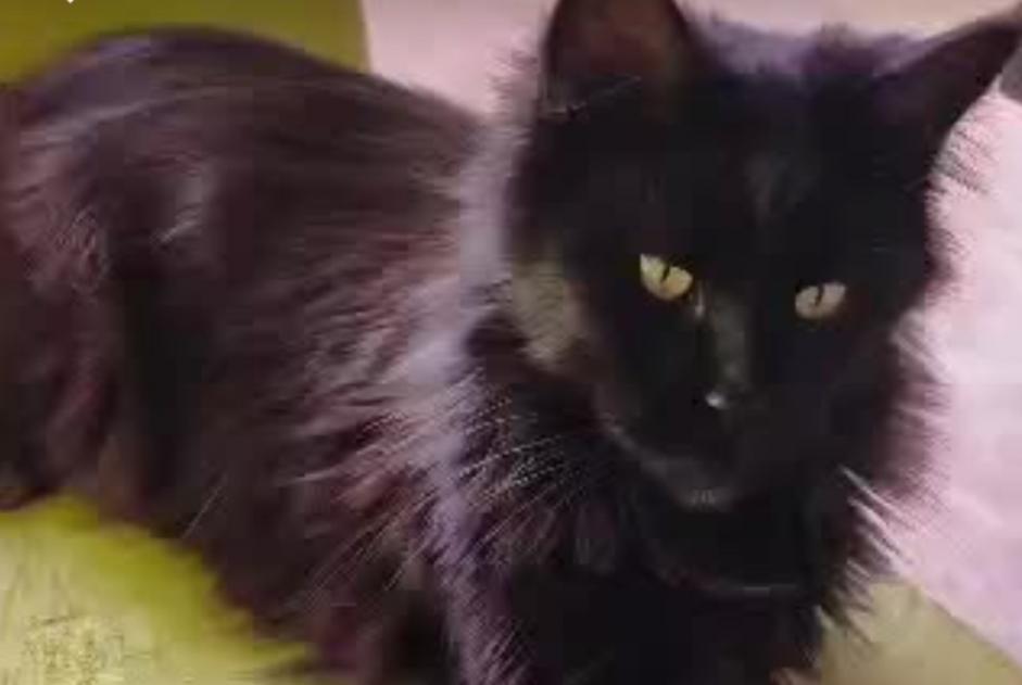Disappearance alert Cat  Female , 3 years Tonnay-Boutonne France