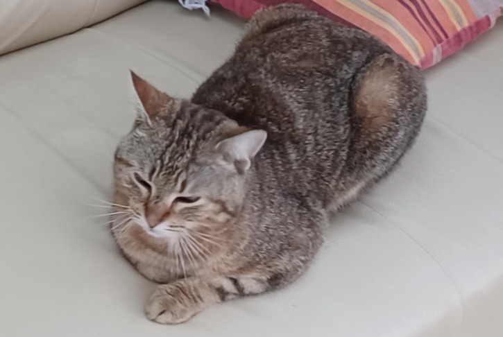 Discovery alert Cat miscegenation  Male Saintes France