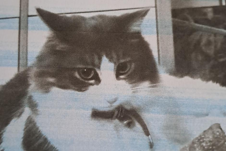 Disappearance alert Cat  Female , 2 years La Tremblade France
