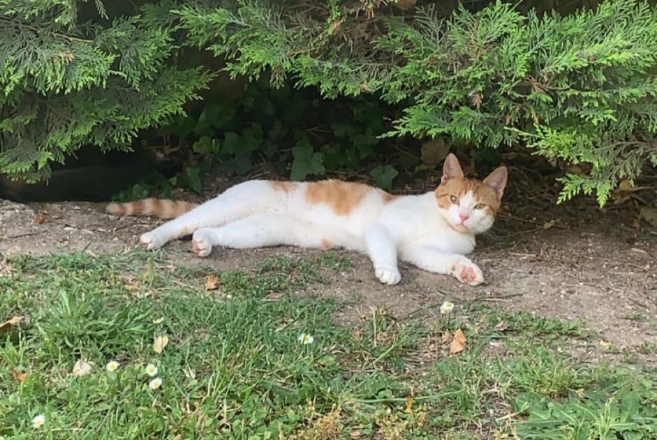 Discovery alert Cat Unknown Châtelaillon-Plage France