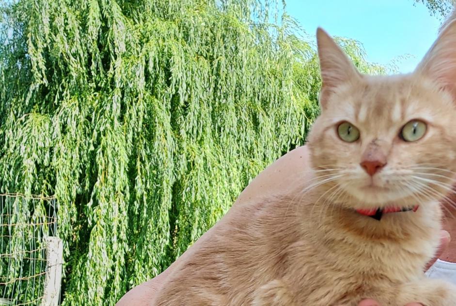 Discovery alert Cat  Male Chermignac France