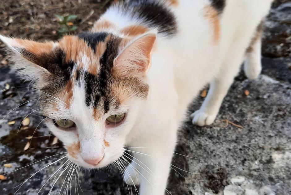 Discovery alert Cat Female Saintes France