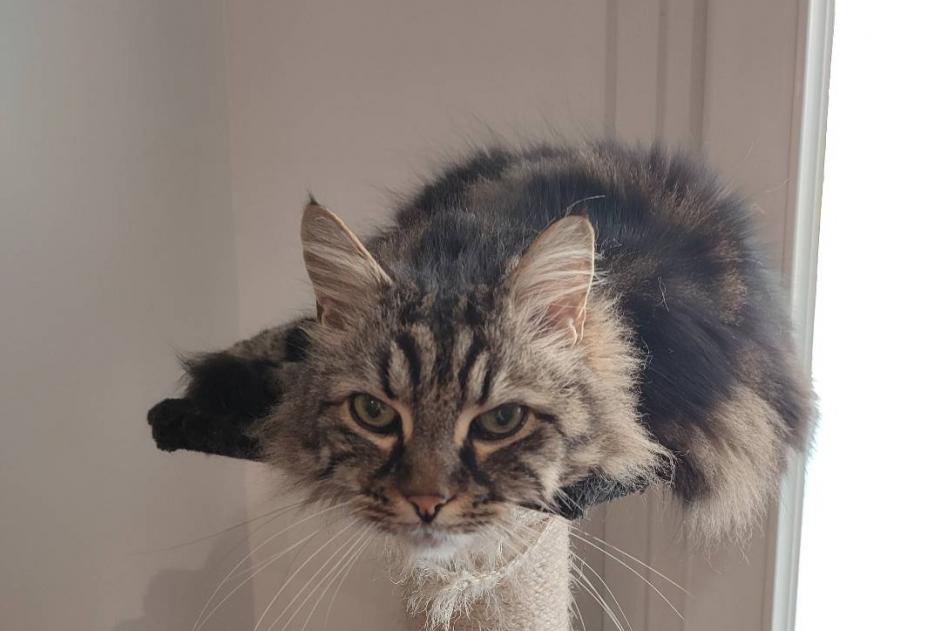 Disappearance alert Cat miscegenation  Male , 16 years Tonnay-Charente France