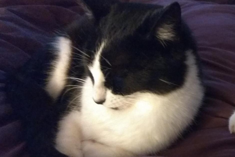 Disappearance alert Cat  Male , 2 years Nachamps France