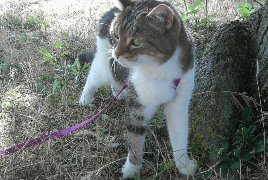 Disappearance alert Cat  Female , 12 years La Rochelle France