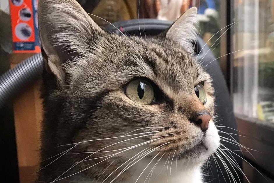 Disappearance alert Cat Female , 12 years Saint-Georges-des-Coteaux France Disappearance alert Cat Female , 12 years Saint-Georges-des-Coteaux France