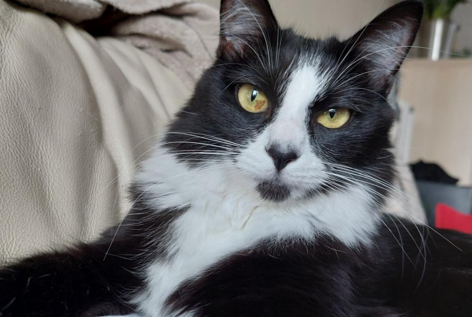 Disappearance alert Cat miscegenation Female , 2 years Saintes France Disappearance alert Cat miscegenation Female , 2 years Saintes France