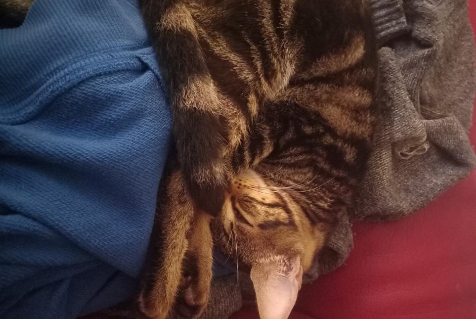 Discovery alert Cat Unknown Chaniers France Discovery alert Cat Unknown Chaniers France