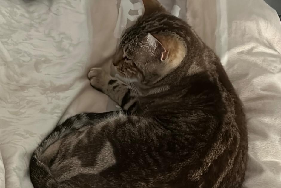 Disappearance alert Cat Female , 1 years Sablonceaux France Disappearance alert Cat Female , 1 years Sablonceaux France
