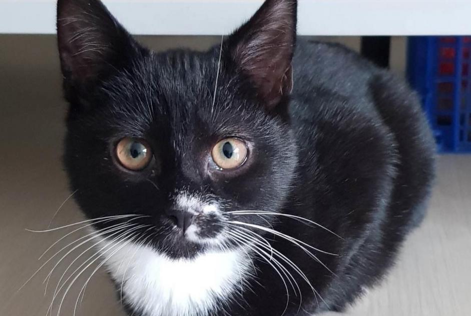 Disappearance alert Cat Male , 1 years Angoulins France Disappearance alert Cat Male , 1 years Angoulins France