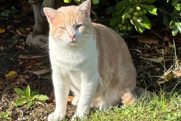 Discovery alert Cat Male Saint-Palais-sur-Mer France Discovery alert Cat Male Saint-Palais-sur-Mer France