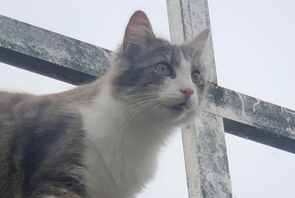 Disappearance alert Cat miscegenation  Male , 1 years Le Gué-d'Alleré France