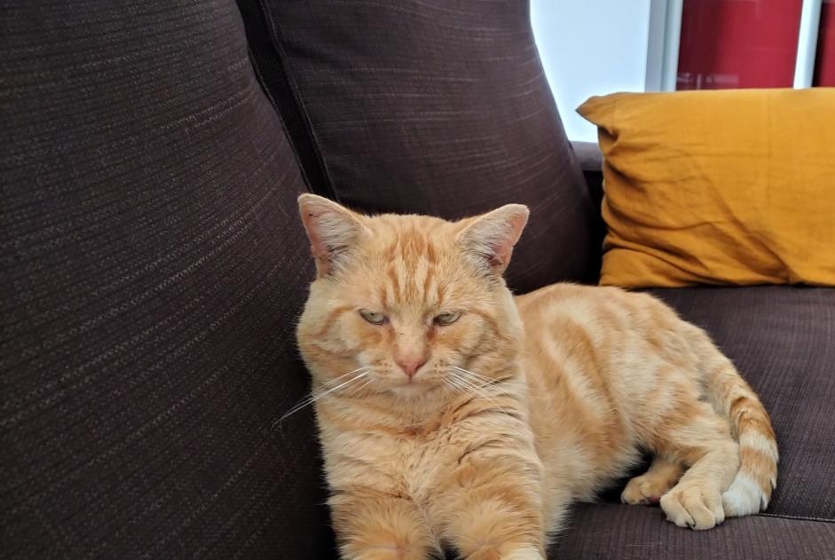 Disappearance alert Cat Male , 16 years Saintes France