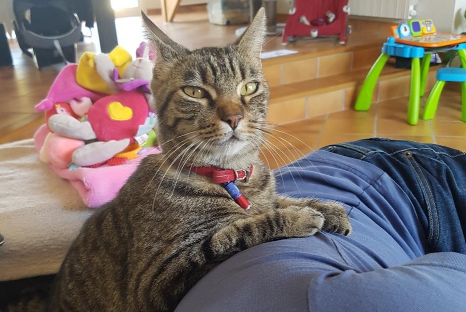 Alerta de Desaparición Gato  Macho , 11 años Périgny Francia
