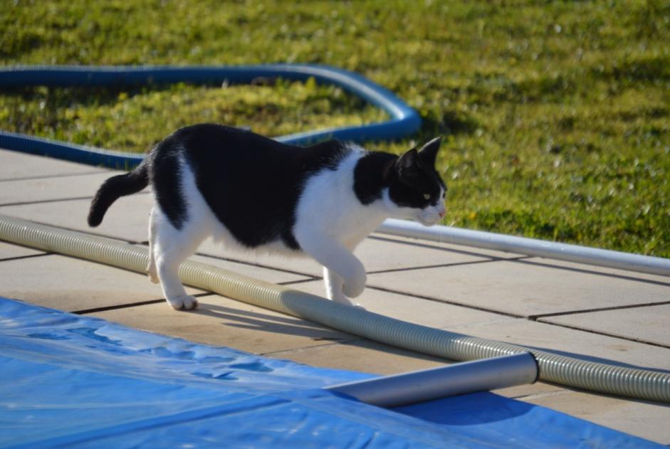 Alerta de Desaparición Gato Macho , 13 años Romazières Francia