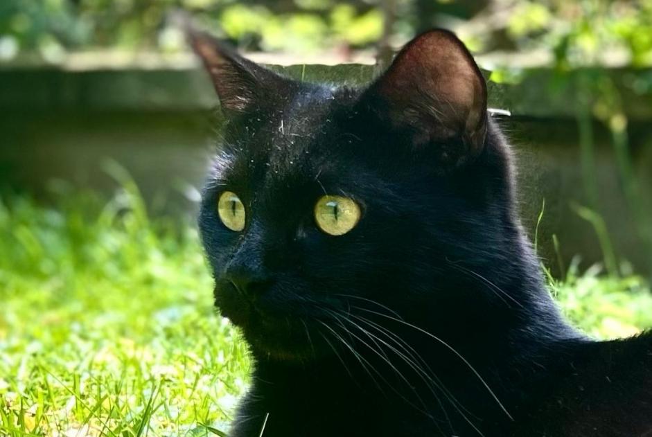 Alerta de Desaparición Gato Macho , 1 años Burie Francia