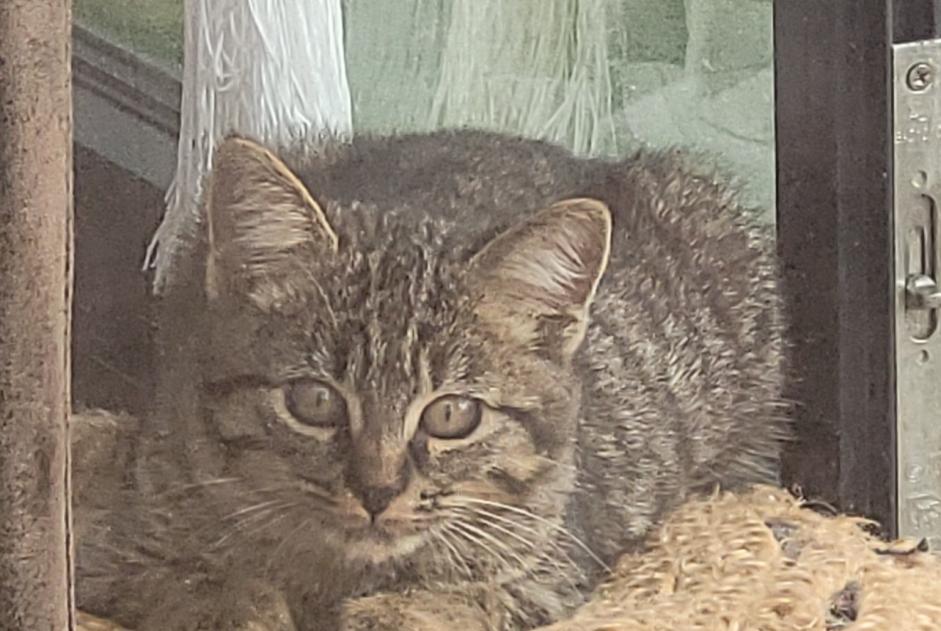 Alerta de Hallazgo Gato  Macho Aytré Francia