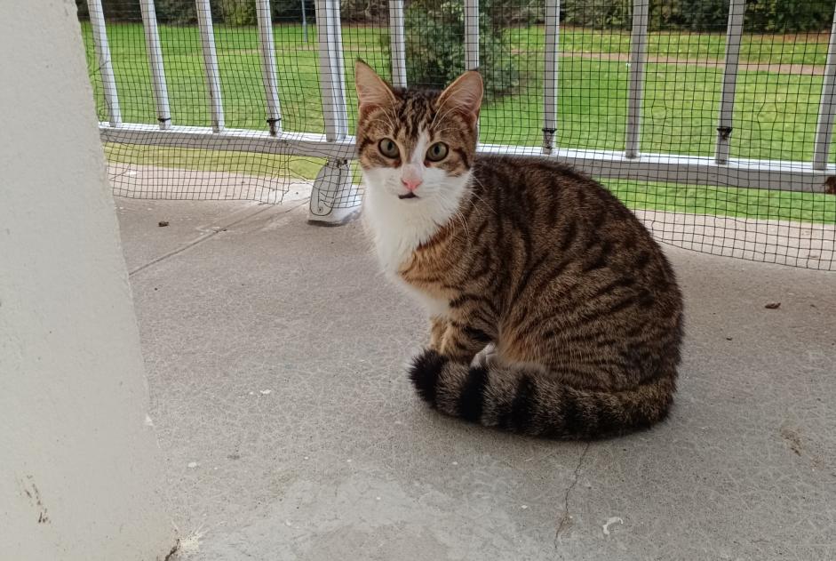 Alerta de Hallazgo Gato Macho Saintes Francia