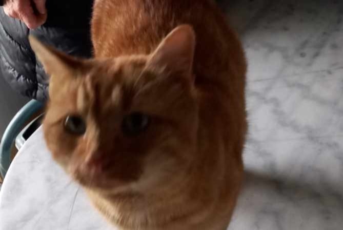 Alerta de Hallazgo Gato cruce  Macho Saint-Martial-de-Mirambeau Francia