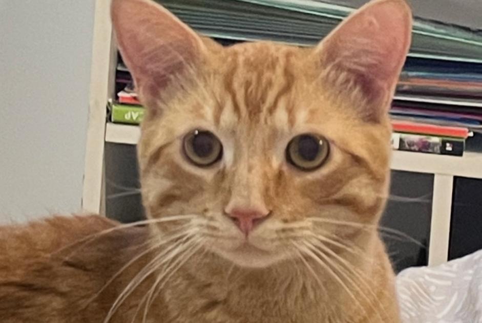 Alerta de Desaparición Gato cruce  Macho , 1 años Villeneuve-la-Comtesse Francia