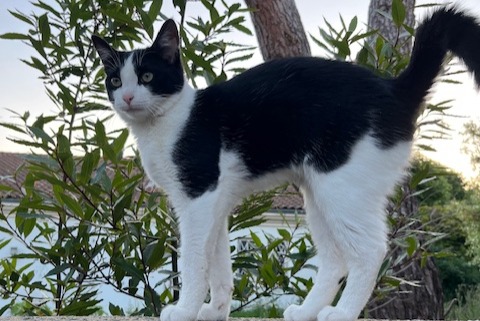 Alerta de Desaparición Gato Macho , 1 años Lagord Francia