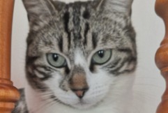 Alerta de Desaparición Gato  Hembra , 6 años Breuillet Francia