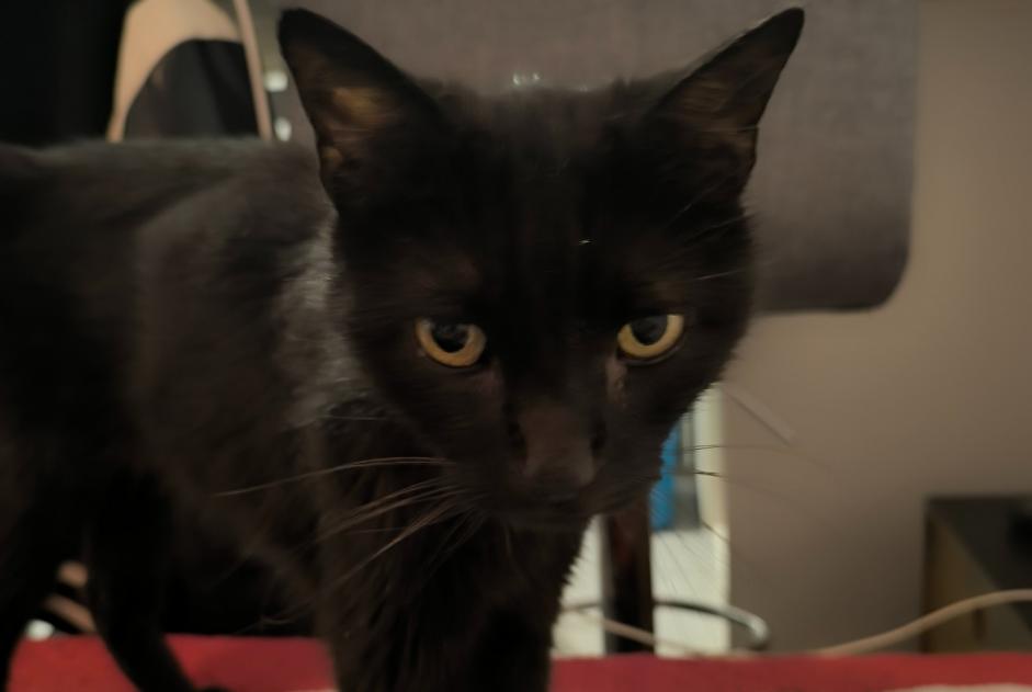 Alerta de Hallazgo Gato Macho La Rochelle Francia Alerta de Hallazgo Gato Macho La Rochelle Francia