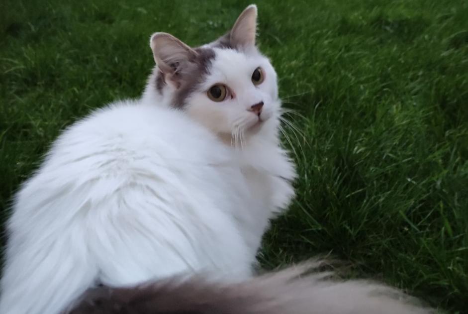 Alerta de Desaparición Gato  Macho , 9 años Rochefort Francia