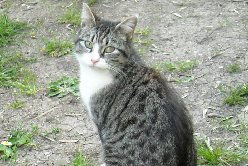 Alerta de Desaparición Gato  Hembra , 16 años La Rochelle Francia