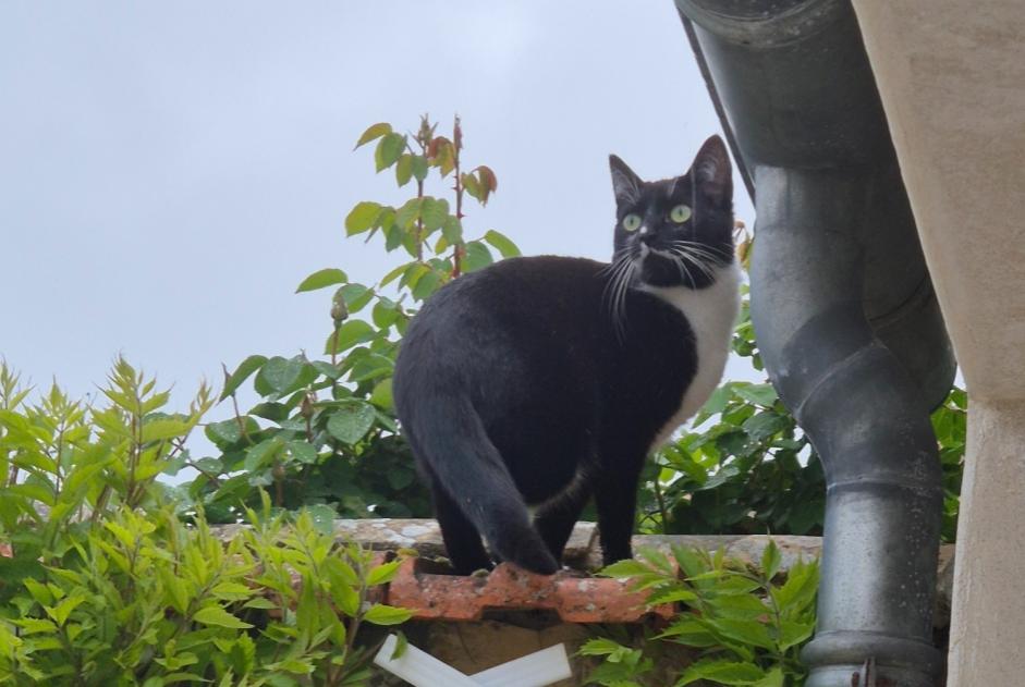 Alerta de Desaparición Gato  Hembra , 4 años La Flotte Francia