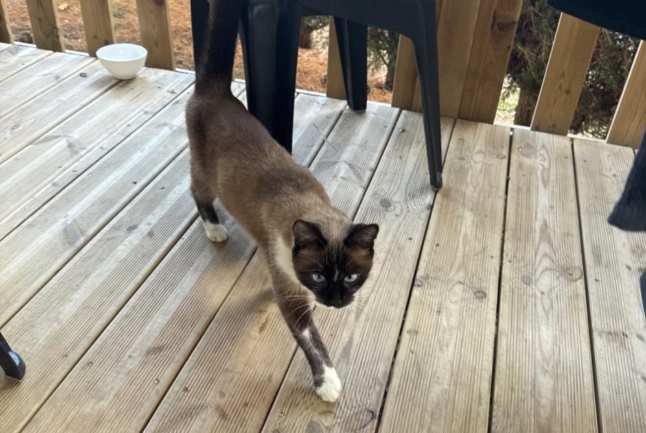 Alerta de Hallazgo Gato  Desconocido Les Mathes Francia