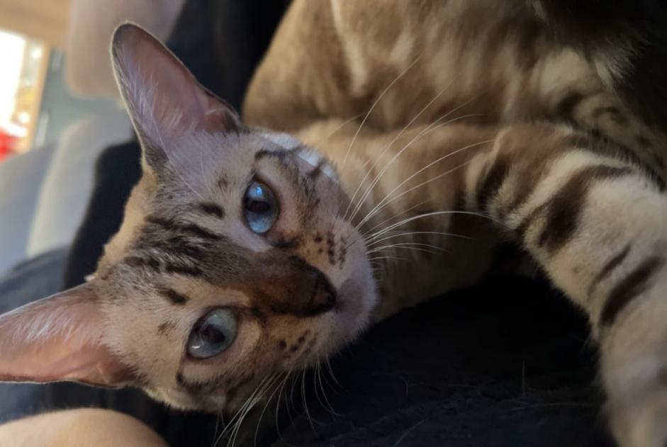 Alerte Disparition Chat  Femelle , 1 ans Royan France