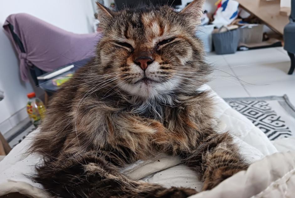 Alerte Disparition Chat  Femelle , 6 ans Rochefort France