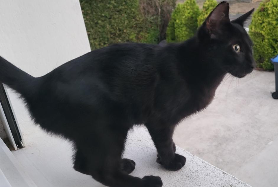 Alerte Découverte Chat Mâle Ballon France