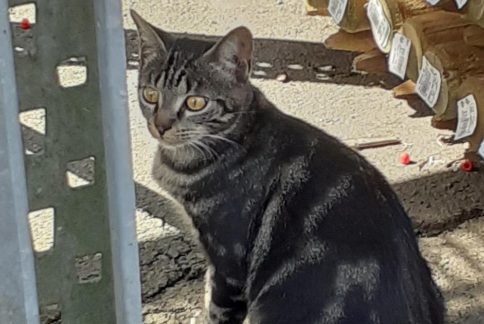 Alerte Découverte Chat Inconnu Fontcouverte France