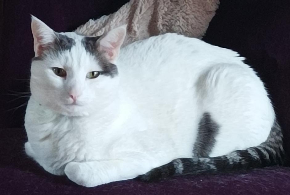 Alerte Disparition Chat croisement  Mâle , 4 ans Saintes France