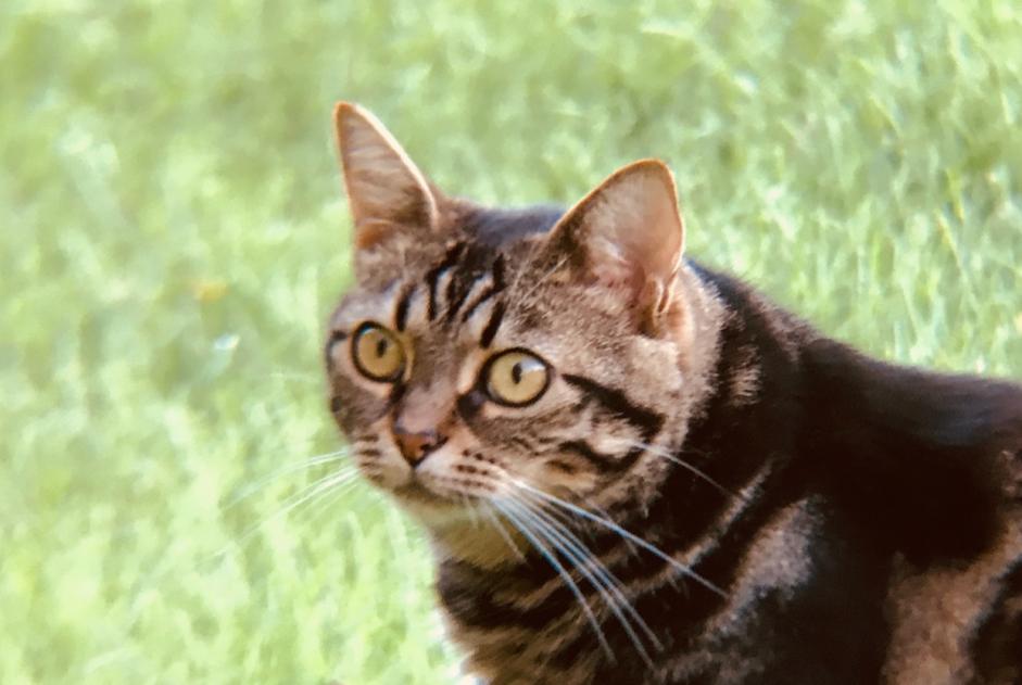 Alerte Disparition Chat Femelle , 12 ans La Rochelle France Alerte Disparition Chat Femelle , 12 ans La Rochelle France
