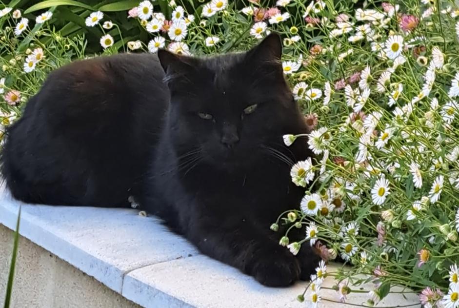 Alerte Disparition Chat Mâle , 8 ans La Rochelle France Alerte Disparition Chat Mâle , 8 ans La Rochelle France