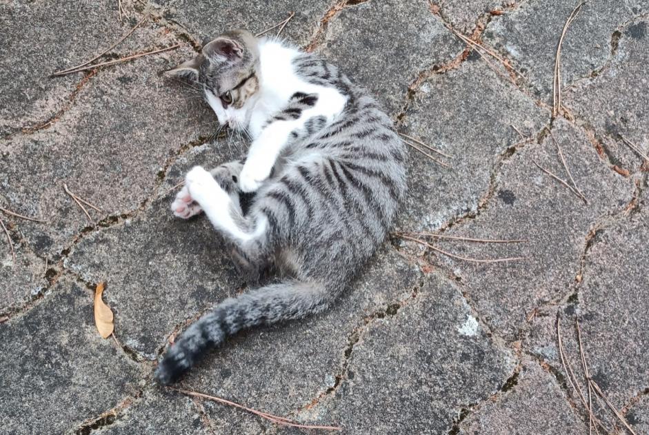 Alerte Découverte Chat Inconnu Saint-Trojan-les-Bains France